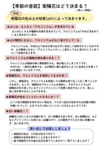 紫陽花の色はどう決まる?詳しい解説プリント